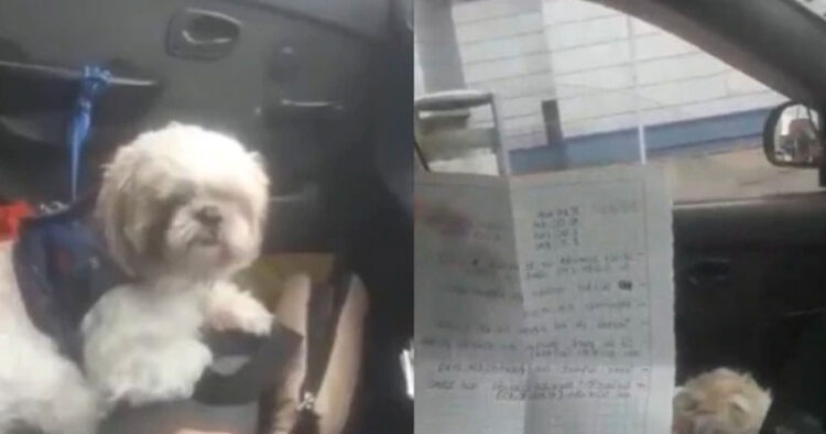 Perrito es abandonando en un taxi con lista de instrucciones para cuidarlo