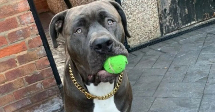 Perro mata a mujer dentro de su casa, «enloqueció» por el calor extremo