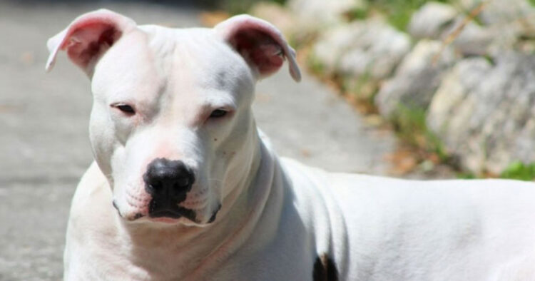 Siete perros pitbull mataron a un anciano de 71 años en Texas