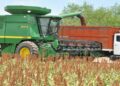 El sorgo se salvó de la sequía en el norte de Tamaulipas