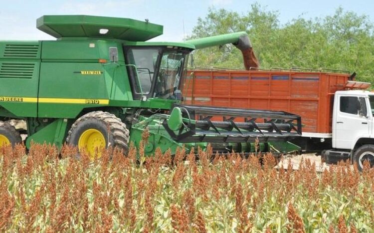 El sorgo se salvó de la sequía en el norte de Tamaulipas