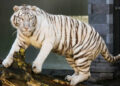 Logran el traslado del 42 % de los felinos de Black Jaguar-White Tiger