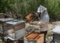 Se acelera la desaparición de abejas en Tamaulipas