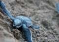 Calentamiento global afecta a las tortugas de mar