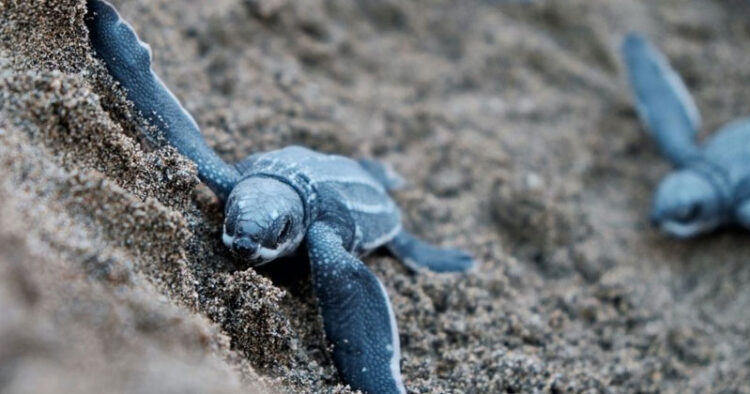 Calentamiento global afecta a las tortugas de mar