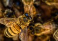 Alerta por muerte de millones de abejas en Colima