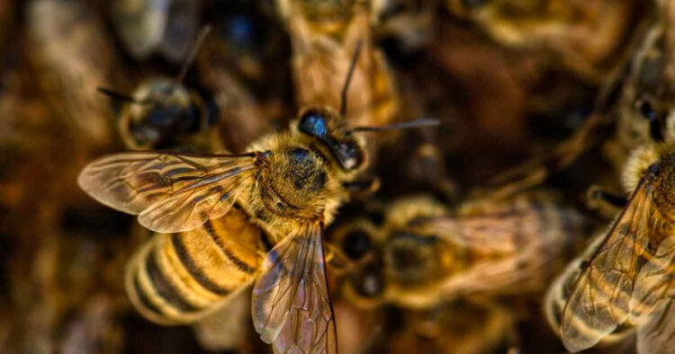 Alerta por muerte de millones de abejas en Colima