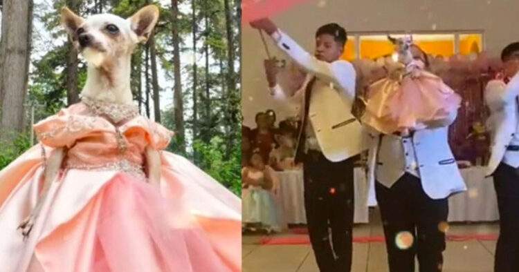 Hacen fiesta de XV años a perrita chihuahua