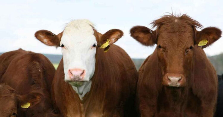 En crisis productores mexicanos de leche por sequía y guerra