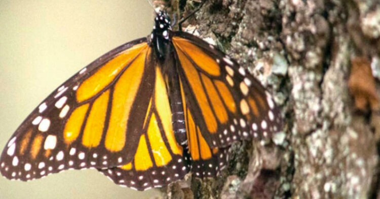 Pronostican extinción de la mariposa monarca
