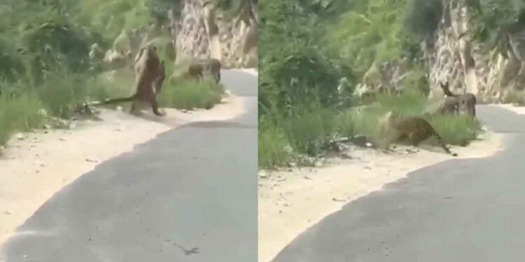 Captan ataque de felino a burrito en la carretera de Nuevo León