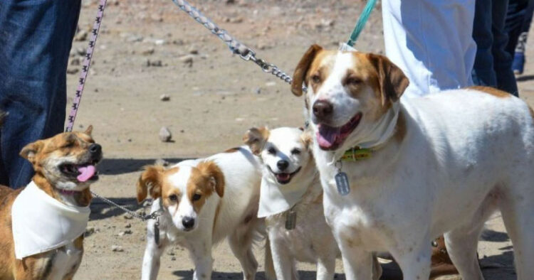 Así puedes evitar la diabetes y el hígado graso en tus animales