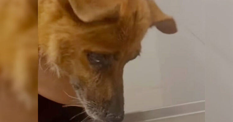 Rescatan a perrito que era golpeado a escobazos en Nuevo León