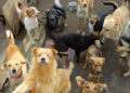Abandonan a mascotas por carestía en Reino Unido