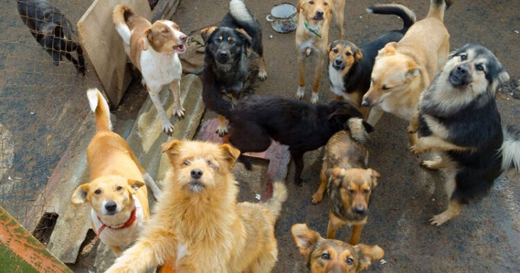 Abandonan a mascotas por carestía en Reino Unido