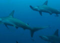 Captan nacimiento de tiburones en Cozumel