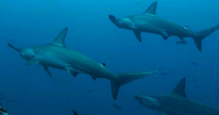 Captan nacimiento de tiburones en Cozumel