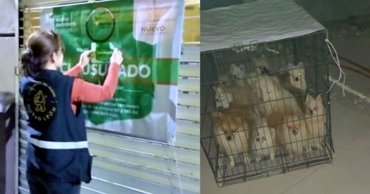 Secretaría de Medio Ambiente de Nuevo León investiga maltrato de canes