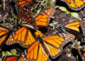 Llega la mariposa monarca a México