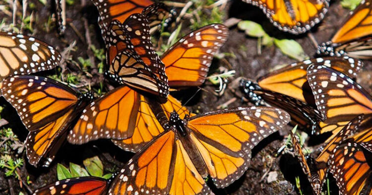 Llega la mariposa monarca a México