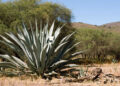 Investigadora de la UAG busca rescatar el agave mezcalero en Guadalajara