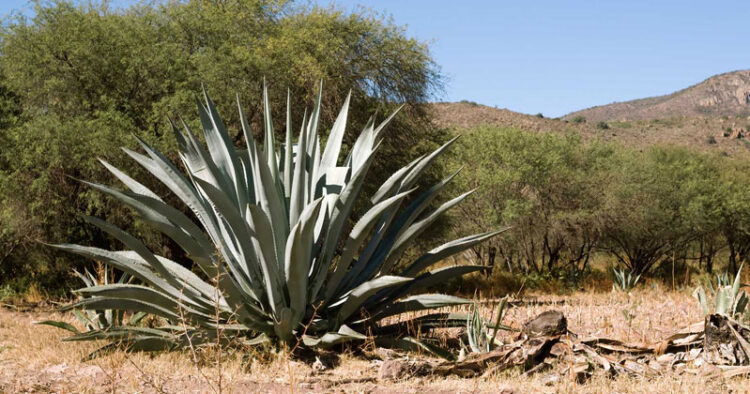 Investigadora de la UAG busca rescatar el agave mezcalero en Guadalajara