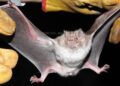Destaca UAT beneficios ecológicos de los murciélagos en Tamaulipas