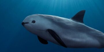 Por no proteger a la Vaquita Marina, piden sancionar a México