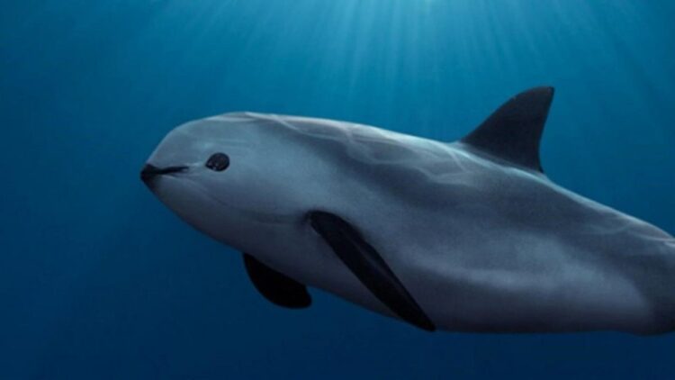 Por no proteger a la Vaquita Marina, piden sancionar a México