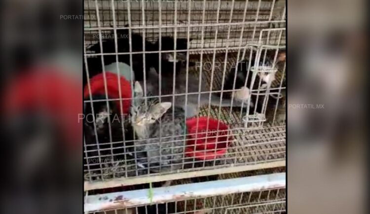(VIDEO) En Tamaulipas, enjaulan gatitos en la vía pública
