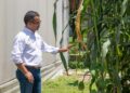 En Tamaulipas, crea la UAT nueva variedad de maiz