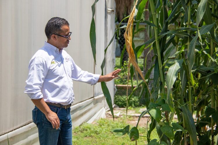 En Tamaulipas, crea la UAT nueva variedad de maiz