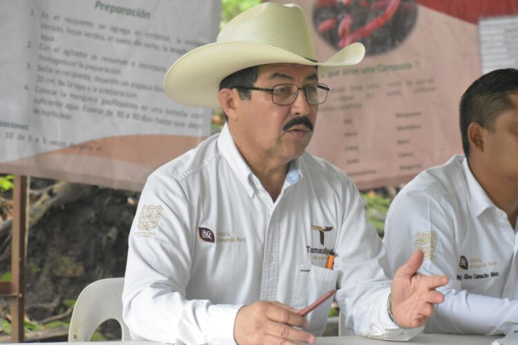 En Tamaulipas, agricultores «rebeldes» no interrumpen la cosecha del sorgo