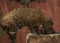 Ante onda de calor, refuerzan medidas en Zoológico Tamatán