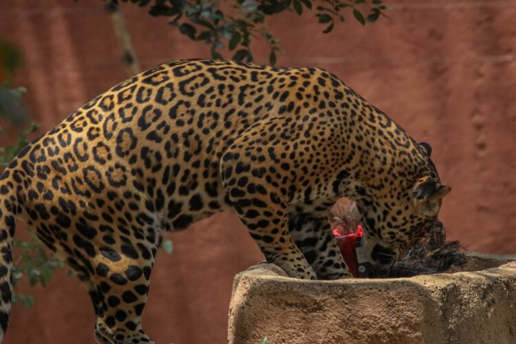 Ante onda de calor, refuerzan medidas en Zoológico Tamatán