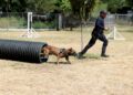 Crece el agrupamiento canino de la Secretaría de Seguridad Pública de Tamaulipas