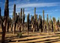 Resalta UNAM la Sal que se produce en la Reserva de la Biosfera de Tehuacán
