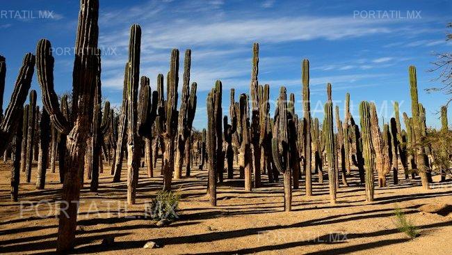 Resalta UNAM la Sal que se produce en la Reserva de la Biosfera de Tehuacán