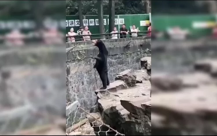 Zoológico chino en polémica por oso que parece humano