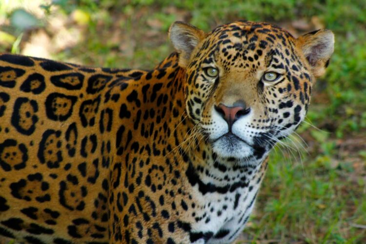 Reactivan en Tamaulipas programa de protección al jaguar