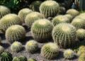 En Tamaulipas, el 50 por ciento de las cactáceas están en peligro de extinción