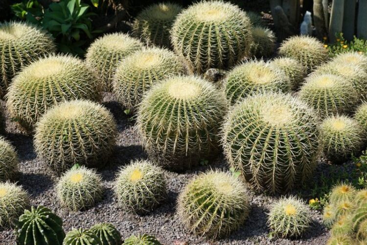 En Tamaulipas, el 50 por ciento de las cactáceas están en peligro de extinción