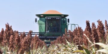 Entregan apoyos a productores de sorgo en Tamaulipas