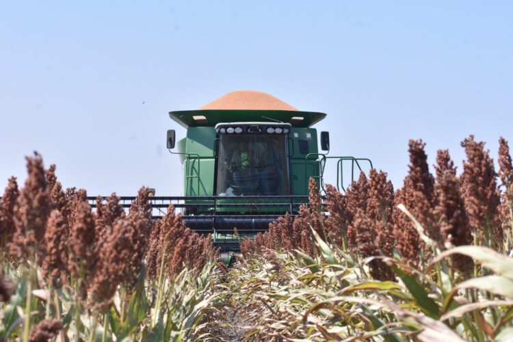 Entregan apoyos a productores de sorgo en Tamaulipas