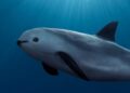 Buscan ampliar protección de la Vaquita Marina en el Golfo de California