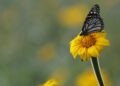 Fortalecerán conservación de la ruta migratoria de las Mariposas Monarca en Tamaulipas