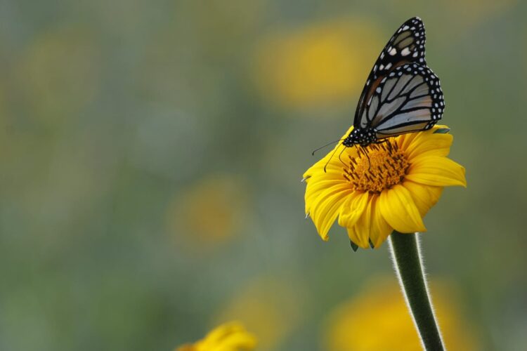 Fortalecerán conservación de la ruta migratoria de las Mariposas Monarca en Tamaulipas