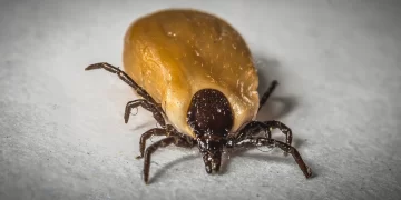 EU alerta por enfermedad transmitida por garrapatas a viajeros procedentes de México