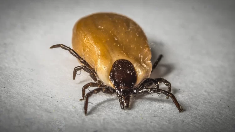EU alerta por enfermedad transmitida por garrapatas a viajeros procedentes de México