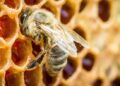 Miel, ¿100 por ciento natural?: Analiza la UNAM